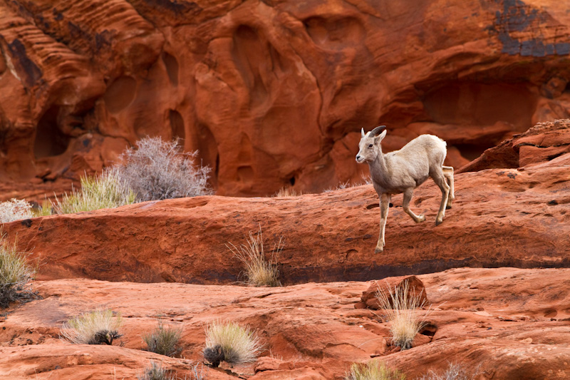 Bighorn On Slickrock